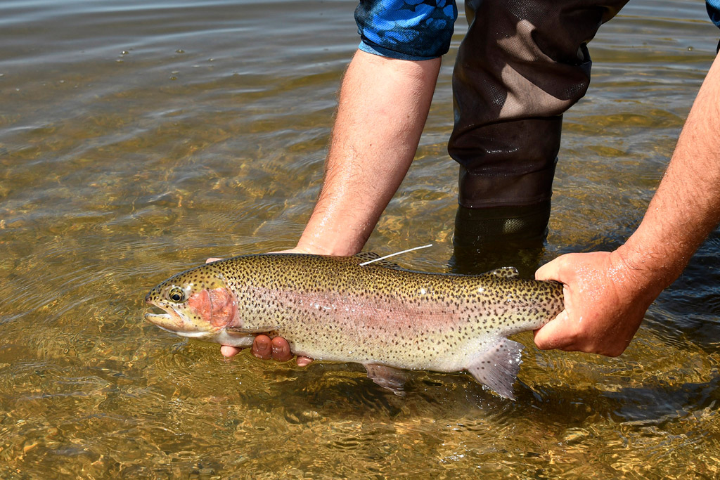 Trout caught during the Snowy Trout Challenge